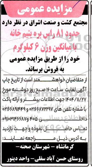 مزایده حدود 81 راس بره یتیم خانه